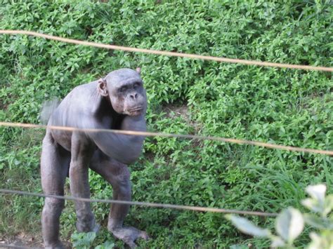 Naked chimpanzee is star attraction at Indian zoo 